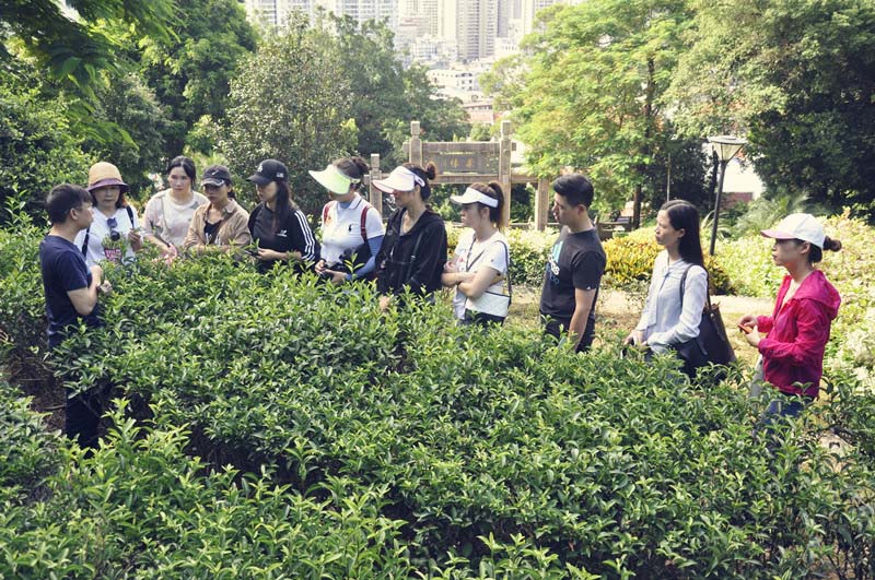 厦门茶艺师培训思明 中国茶学系统培训班
